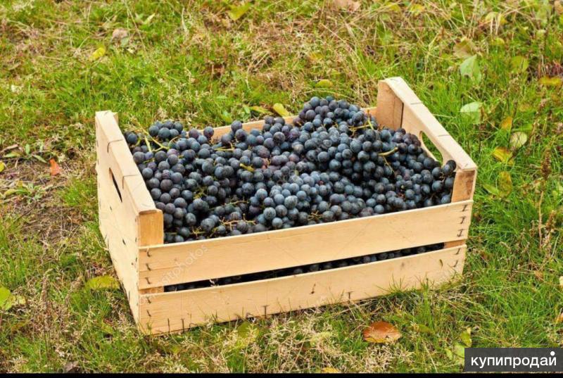 ящик для винограда деревянный. ящик с виноградом. ящик с виноградом "винтик и шпунтик", артикул vt8549. ящик виноградный. виноград в ящиках.