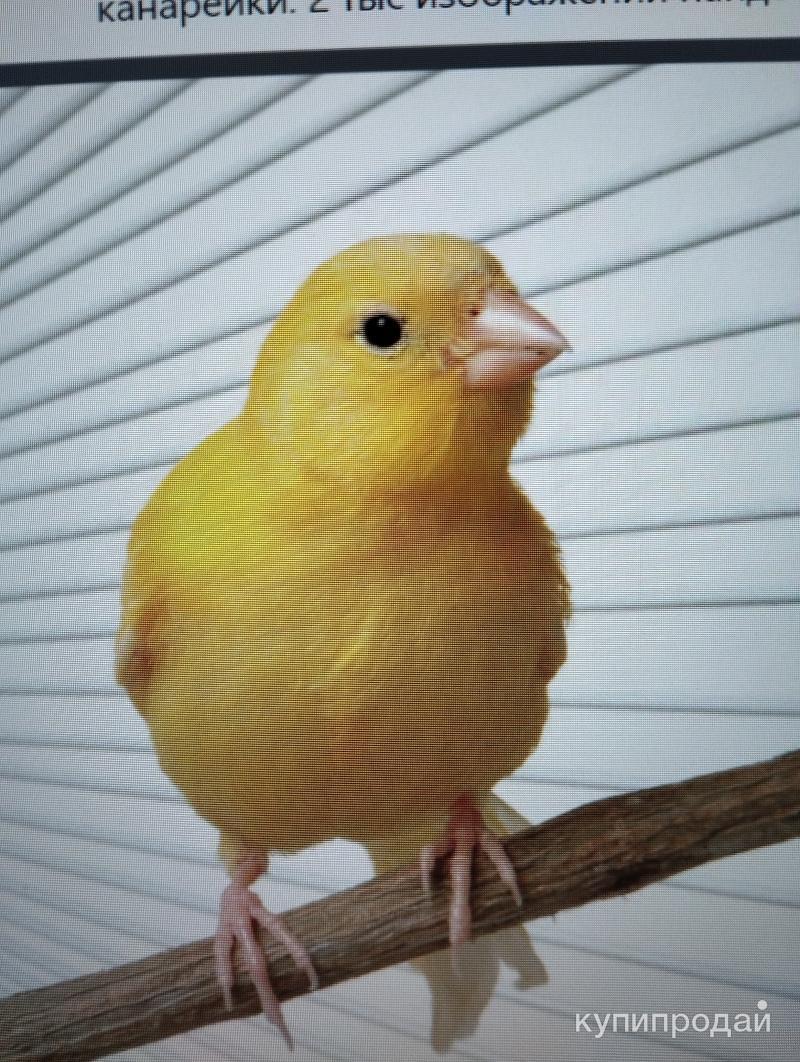 Канарейка желтая. Канарейка. Канарейка желтая. Канарейка на белом фоне. Кенар птица желтый.