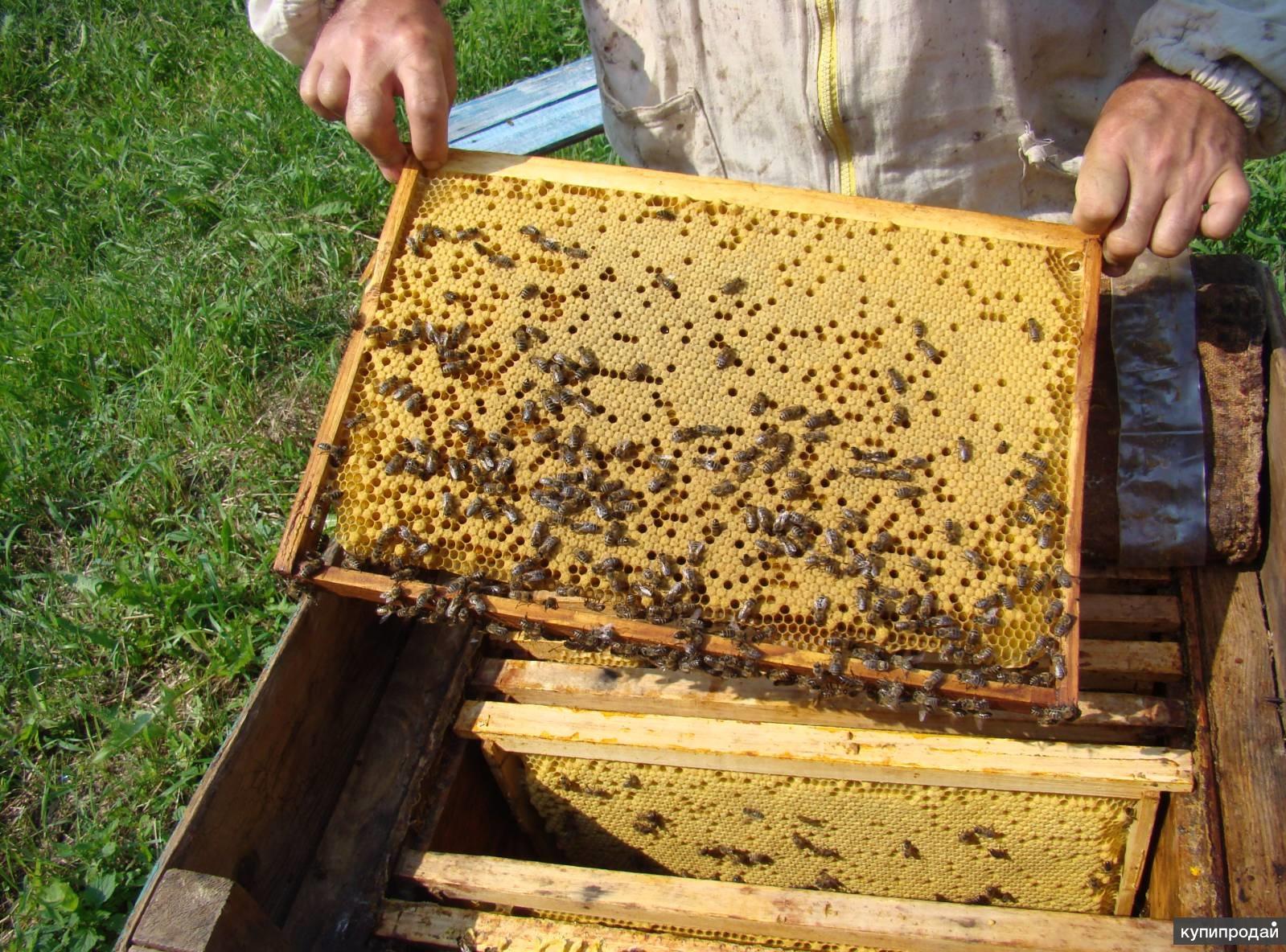 Купить пчел мордовия. Пчелы в улье. Ульи для пчел. Внутри улья пчел. Соты внутри улья.