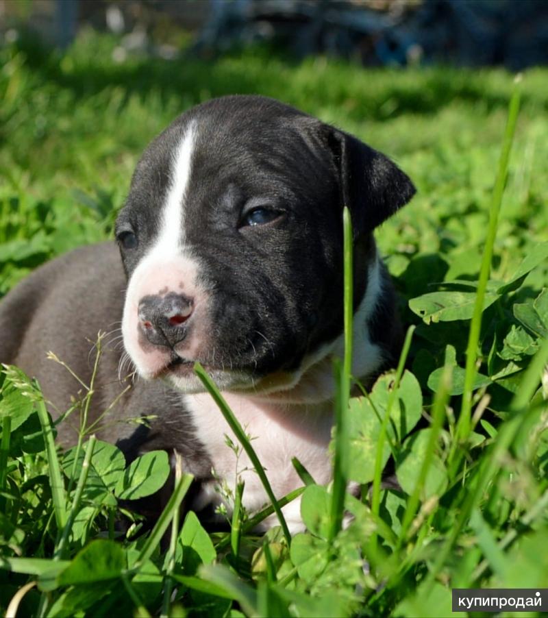 Стаффордширский терьер амстафф. Амстафф щенок. Американский стаффордширский терьер. Щенки стаффордширского терьера москвы. Стаффордширский терьер щенок.