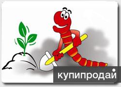 Червь старатель