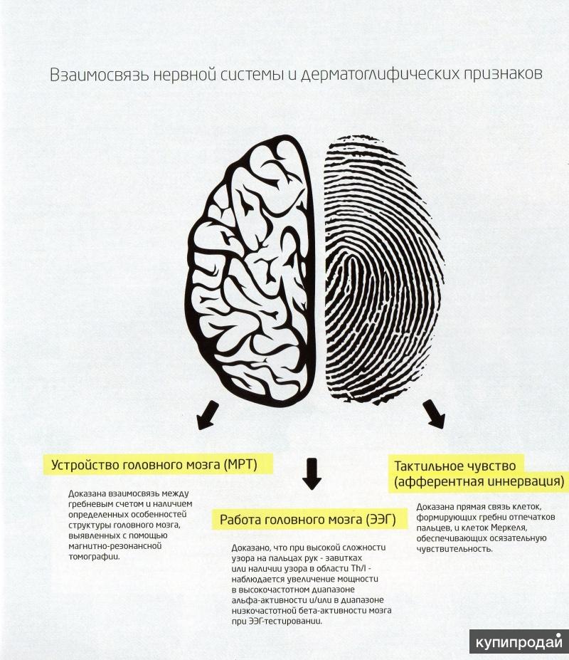 Дерматоглифический рисунок это