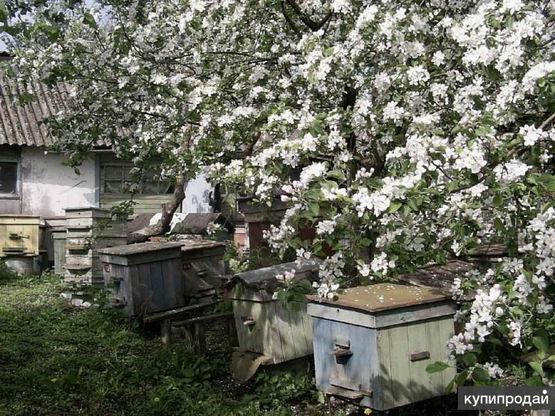 Фото пасеки в деревне