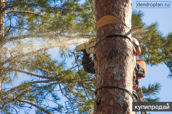 Удаление и кронирование деревьев в Пушкино