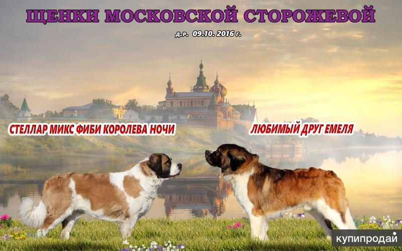 Щенки московской сторожевой