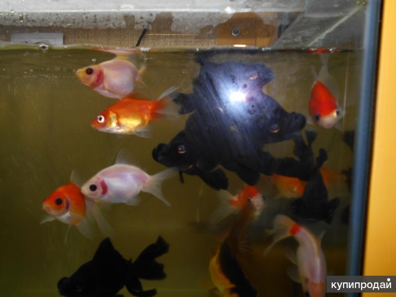 Золотые Рыбки Аквариумные Купить В Спб