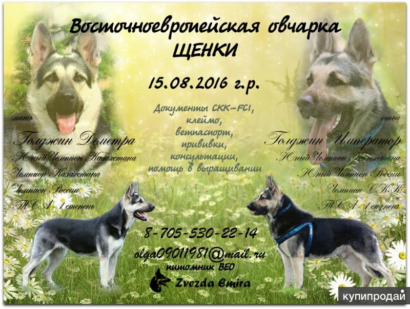 Купить Щенка Восточно Европейской В Новосибирске