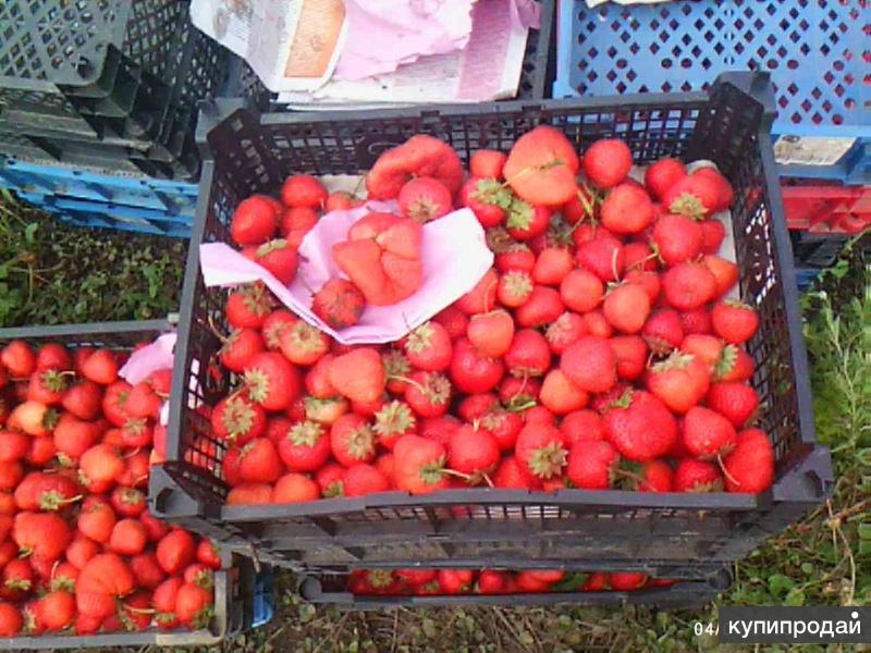 Сорт клубники эльсинора фото и описание