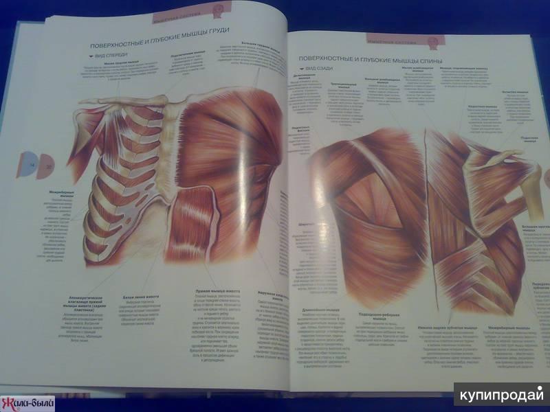 Мышцы плечевого пояса анатомический атлас
