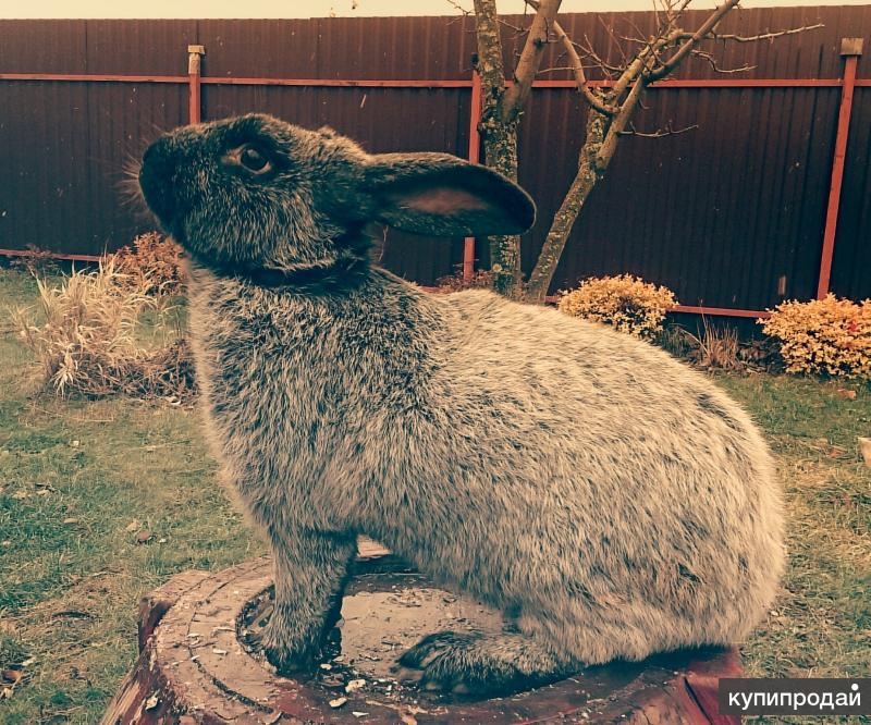 Купить кроликов воронежской. Животные на продажу. Фото крола Полтавского. Пятнистый Крол на племя фото. Купить кролики в Воронеже.