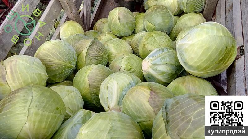 Капуста Новый Урожай Купить В Спб