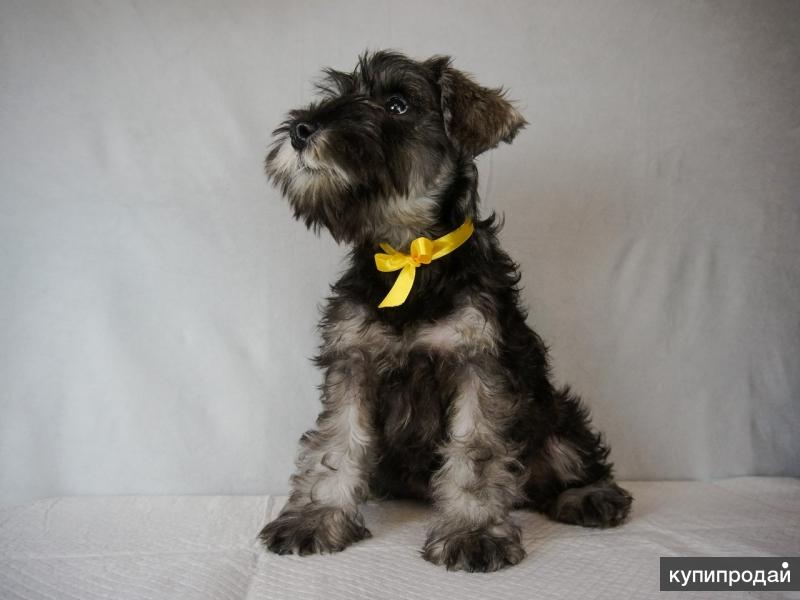 Щенок цвергшнауцера 2 месяца. Цвергшнауцер. Цвергшнауцер черный щенок 1 месяц. Щенок цвергшнауцера 4 месяца. Питомник минимакс цвергшнауцер.