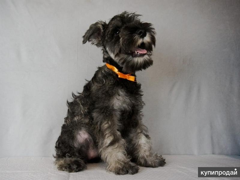 Щенки цверг шнайдер. Цвергшнауцер в 3,5 месяца. Цвергшнауцер щенки 3 месяца. Цвергшнауцер черный щенок 2 месяца. Цвергшнауцер.