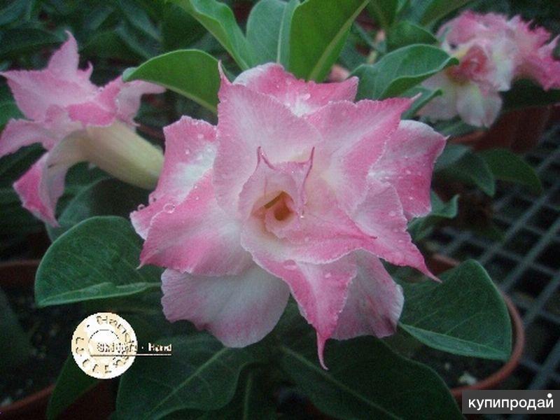 Авито адениум. Адениум Hybrid ko 25. Adenium Obesum Triple Flower New-25. Адениум бело-розовый. Adenium Obesum ko 5.