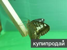 Высоко прпбыльный бизнес ферма Живых Ярких Бабочки изЮАР