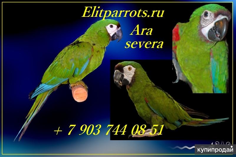 Каштановолобый ара (ara severa) - ручные птенцы из питомников Европы
