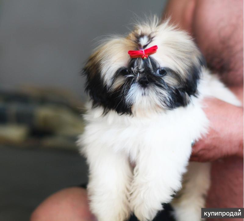 Сколько стоит щенок ши тцу в России?