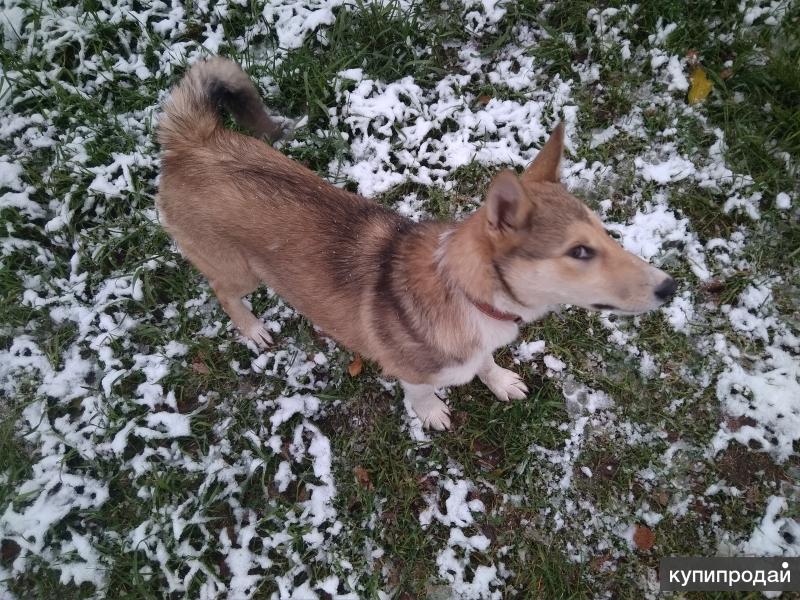 Купить З Сиб Лайку В Свердловской Области