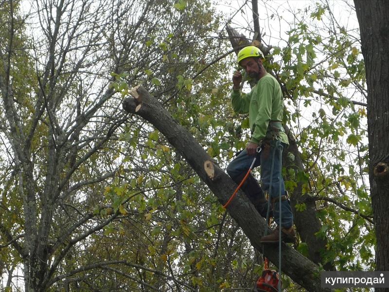 Кронирование пирамидальных тополей. Арбористы. Обрезка деревьев весной. Спил дерева. Обрезка деревьев расценки.