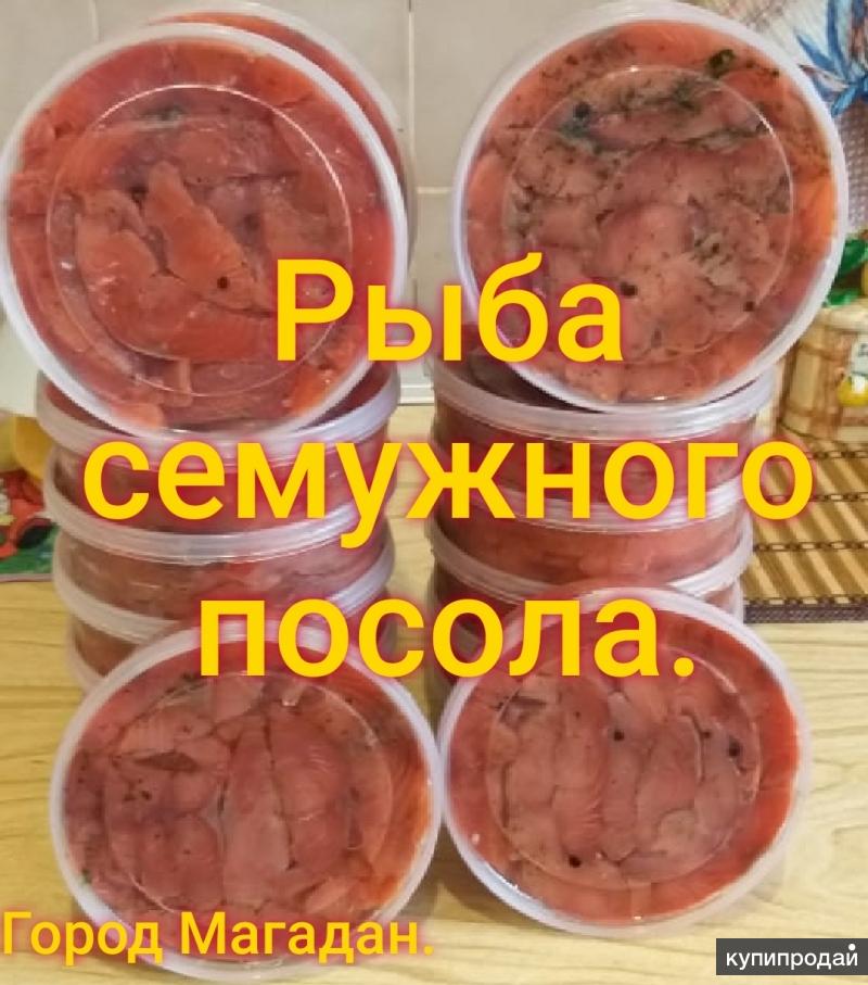 Щука семужный посол. Что такое семужный посол. Что такое семужный посол. Рыба красная слабосоленая домашняя. Что такое семужный посол.