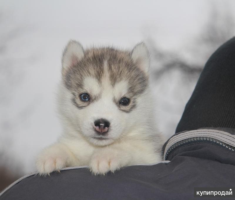 Хаски москва