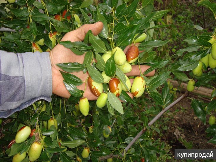 Зизифус Саженцы Купить В Белгороде