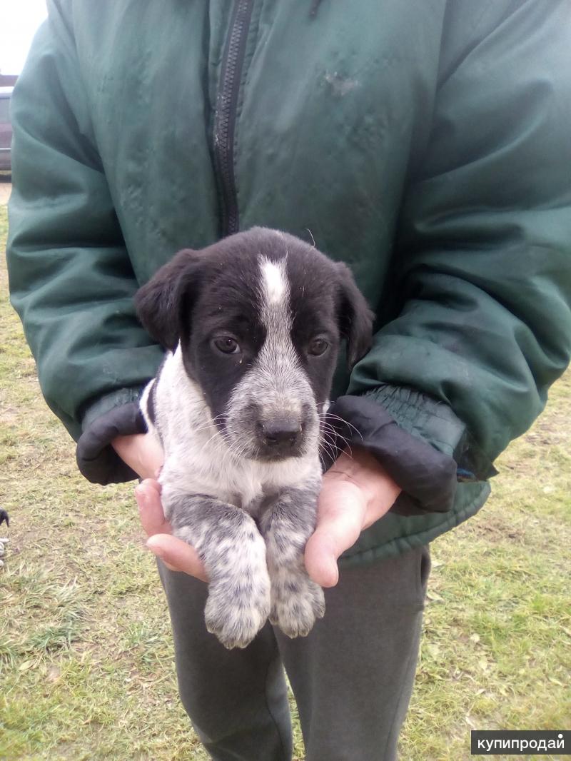 Авито череповец собаки. Щенки череповец. Чихуахуа череповец. Щенята архангельск овчарки. Маленькая собачка на продажу череповец.