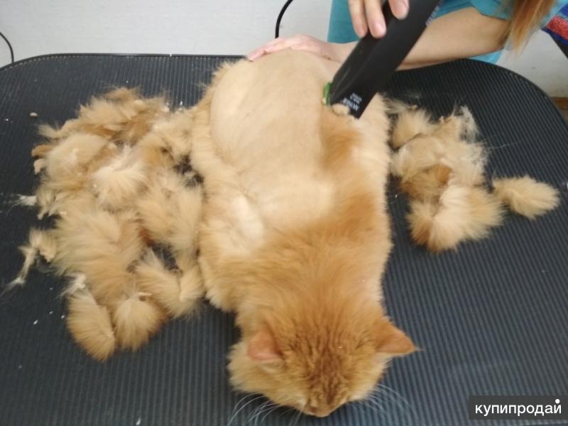 Подстричь кошку в абакане