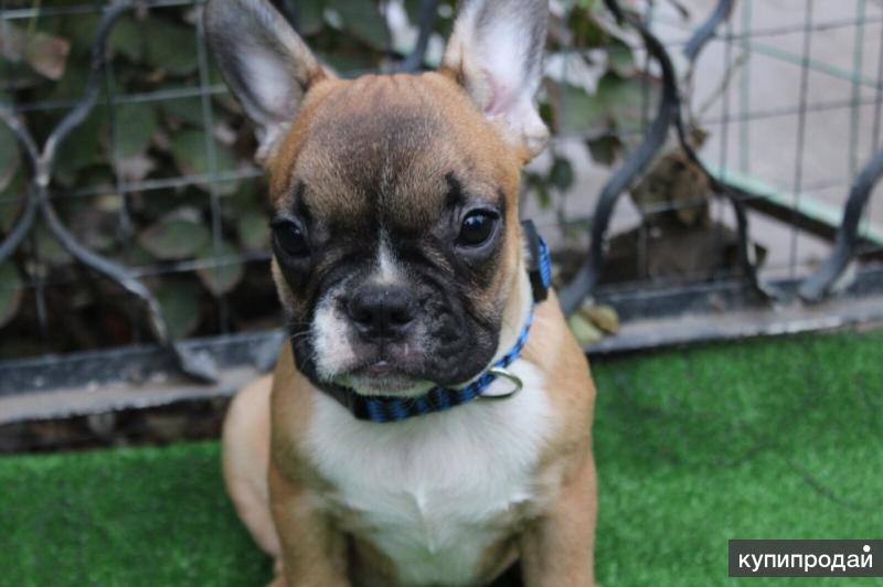 Французский бульдог палевый окрас. Бульдог симферополь. Карликовые французские бульдоги питомник. Французский бульдог. Бульдог симферополь.