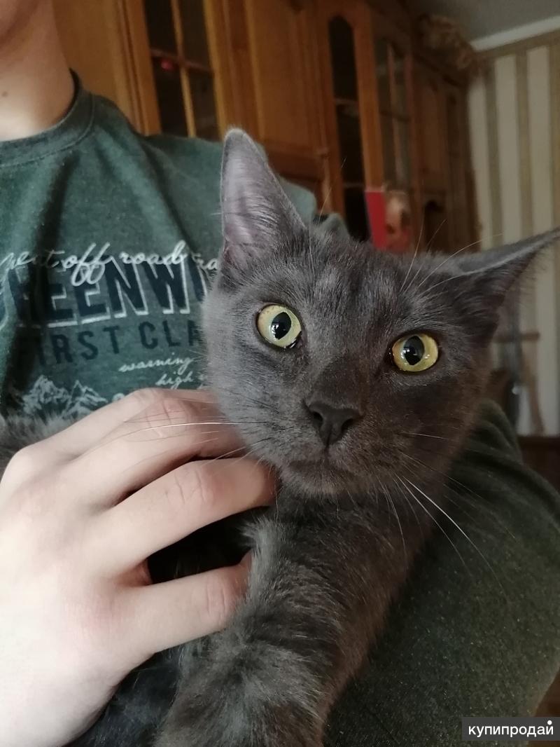 коты. британец браун табби. превосходный кот. кошка серая. кошка мечтает.