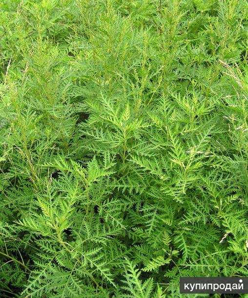 Полынь Гмелина (трава) (Artemisia gmelinii)