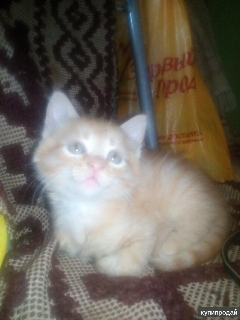 авито воронеж котята в добрые руки. авито воронеж котята в добрые руки. авито котята в дар воронеж. котенок в хорошие руки в воронеже. котята воронеж ручной.