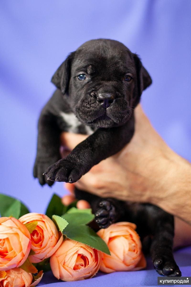 Кане корсо 100 кг. Голубые глаза кане корсо щенок брак или нет. Щенки кане корсо из питомника. Щенки луганск. Кане корсо 3 недели.