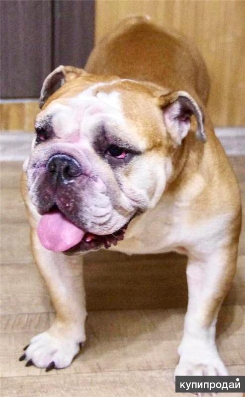 Бульдоги в добрые руки в москве