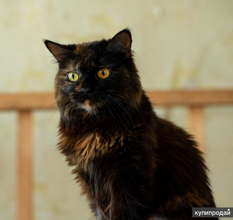 Викки кошка королева