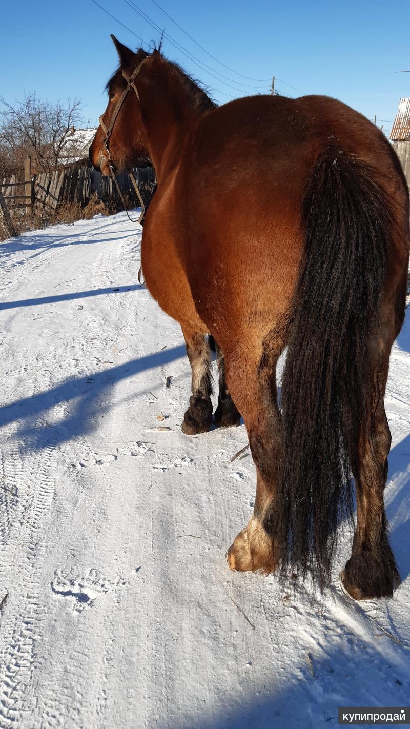 кск белая лошадь екатеринбург. кск белая лошадь кадниково. екатеринбург лошадь в городе. лошади екатеринбург. кск «белая лошадь», с.