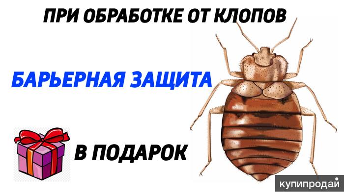 Барьерные обработки. Барьерная защита от клопов. Клоп на белом фоне. Барьер от тараканов.