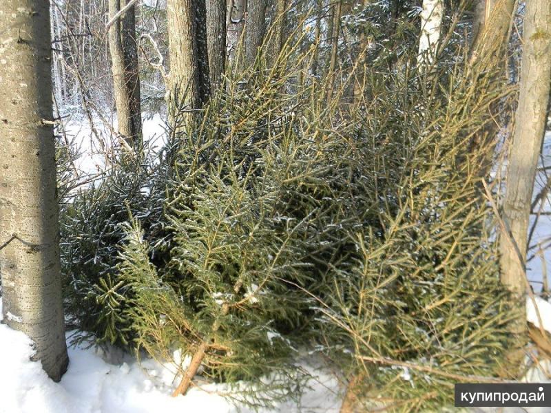 Купить Елку Живую В Новосибирске