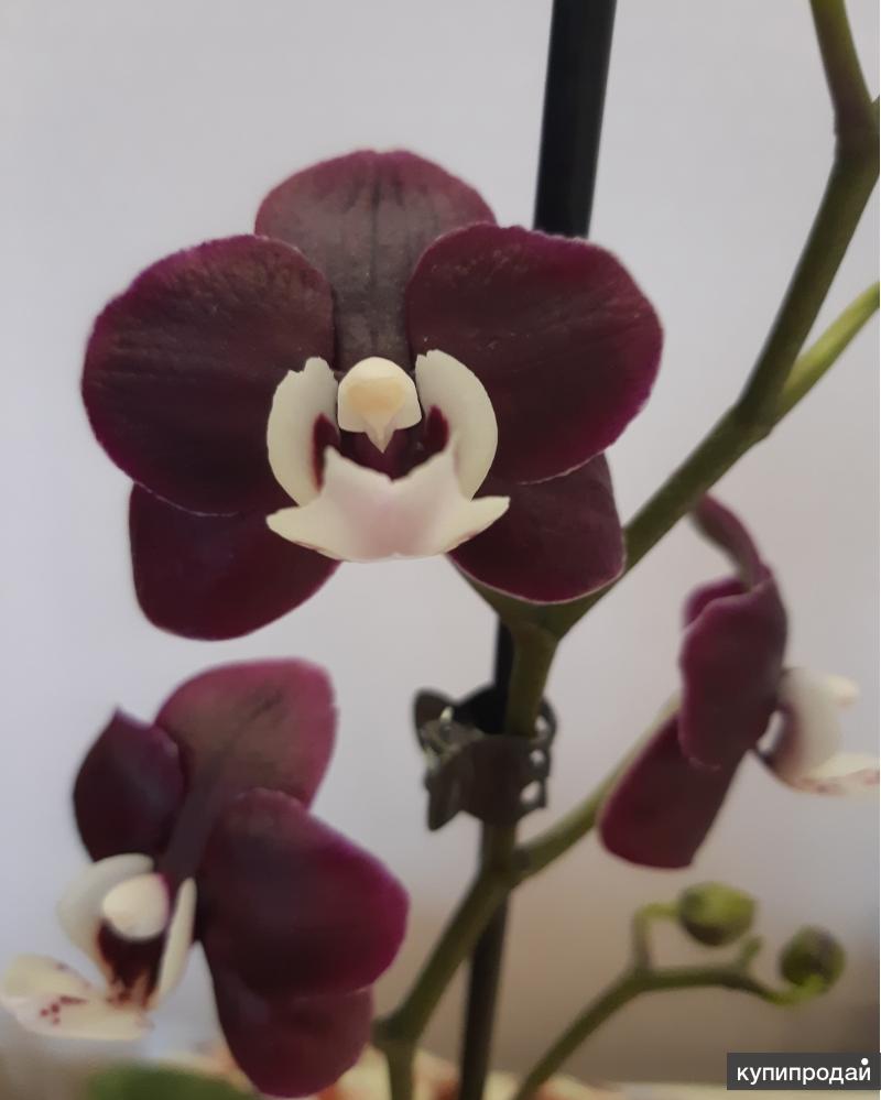 Орхидея kaoda twinkle фото