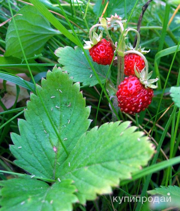 Земляника в лесу. Лесная ягода луговая,земляника,клубника. Земляника лесная в лесу. Земляника лесная. Земляника дикая лесная.