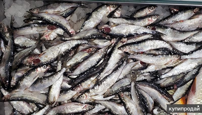 морепродукты. тверь,икра & рыба тверской проспект, 8. лангустины l1 акция. магазин черной икры на тверской. раковая лавка.