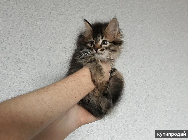 Сибирская кошка – описание породы: фото, характер, размер, уход
