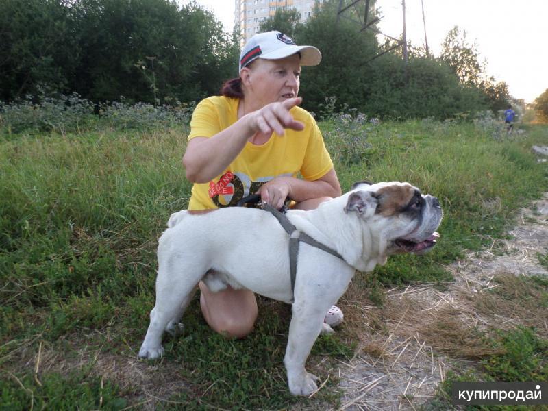 Бульдоги англ. и француз. вязка. Инструктор по вязкам! в Санкт-Петербурге