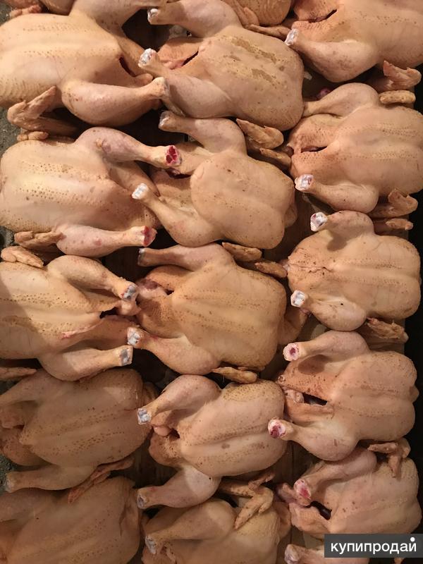 Тушка бройлера. Тушки бройлера домашнего. Курица мясо. Курица мясо. Мясо кур бройлеров.