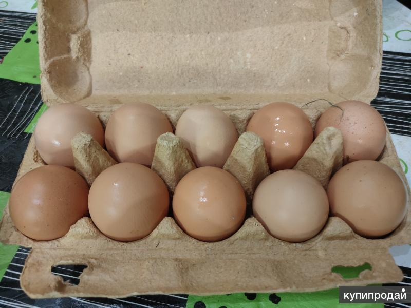 Купить Яйца Куриные Домашние Авито Ишима