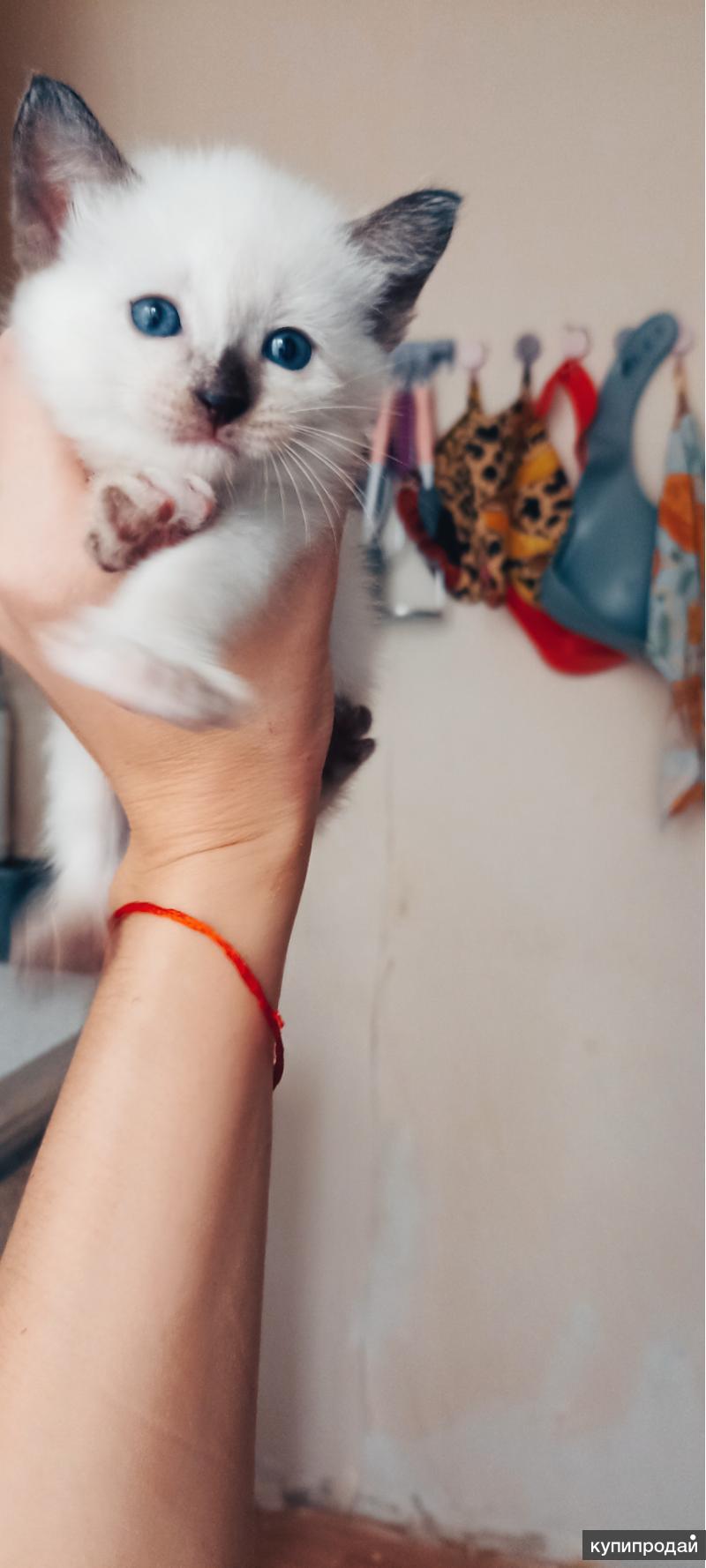 Новорожденный сиамский котенок