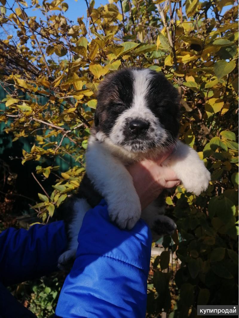 Купить Московскую Сторожевую Чита