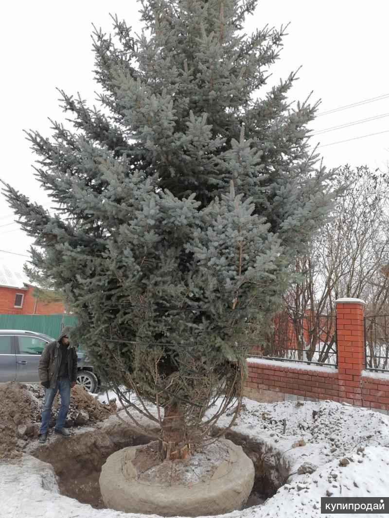 питомник санкт петербург