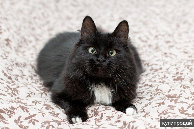 Кошка муся