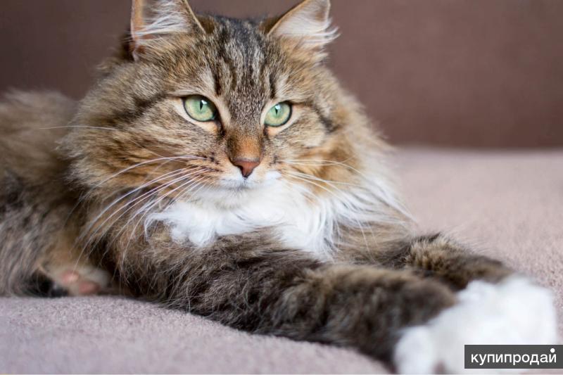 Почему и когда стоит отдать кота на лечение